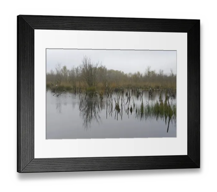 Framed Print : Wetland rehydration with dead Birch trees -Betula pubescens-, Bargerveen, Drenthe Province, The Netherlands Framed Print : Wetland rehydration with dead Birch trees -Betula pubescens-, Bargerveen, Drenthe Province, The Netherlands