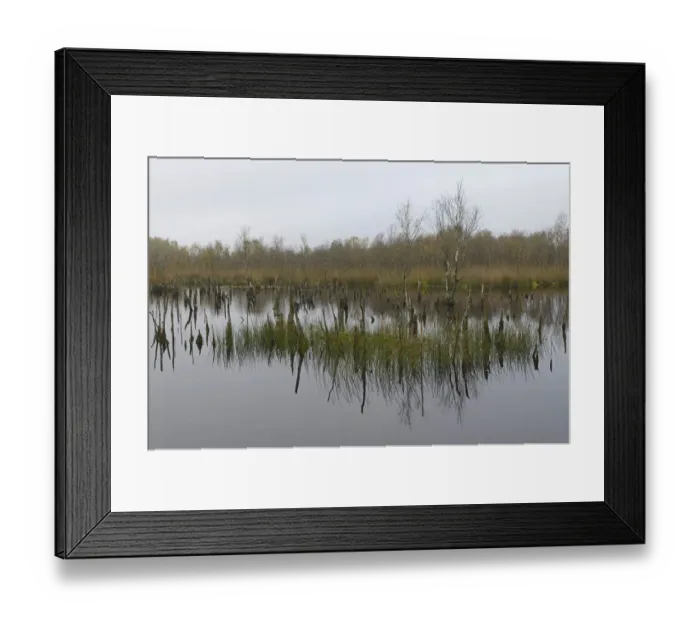 Framed Print : Wetland rehydration with dead Birch trees -Betula pubescens-, Bargerveen, Drenthe Province, The Netherlands Framed Print : Wetland rehydration with dead Birch trees -Betula pubescens-, Bargerveen, Drenthe Province, The Netherlands
