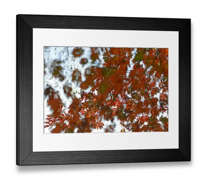 Framed Print : Autumn leaves of the Downy Japanese Maple -Acer japonicum Aconitifolium-, Emsland, Lower Saxony, Germany Framed Print : Autumn leaves of the Downy Japanese Maple -Acer japonicum Aconitifolium-, Emsland, Lower Saxony, Germany