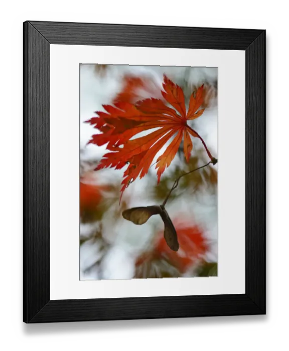 Framed Print : Autumn leaves of the Downy Japanese Maple -Acer japonicum Aconitifolium-, Emsland, Lower Saxony, Germany Framed Print : Autumn leaves of the Downy Japanese Maple -Acer japonicum Aconitifolium-, Emsland, Lower Saxony, Germany