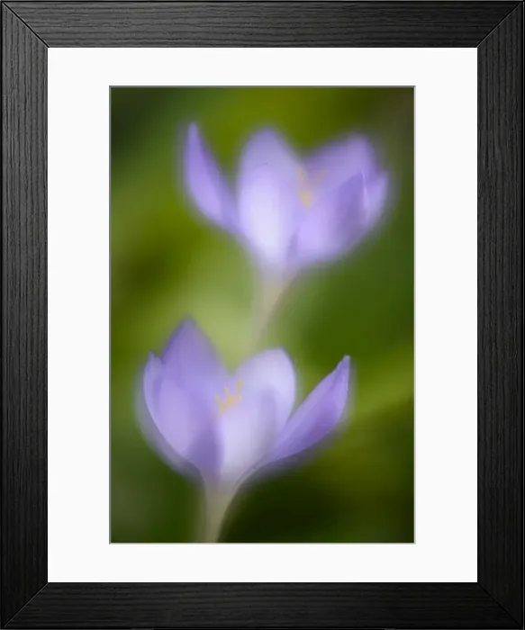 Framed Print : Autumn Crocus -Crocus speciosus- Framed Print : Autumn Crocus -Crocus speciosus-