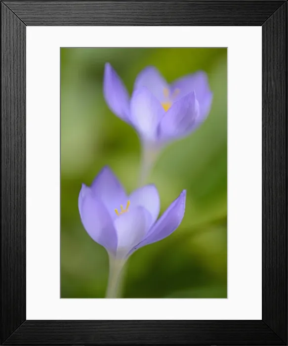 Framed Print : Autumn Crocus -Crocus speciosus-