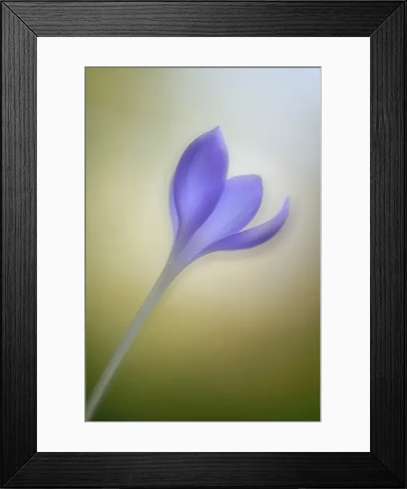 Framed Print : Autumn Crocus -Crocus speciosus-