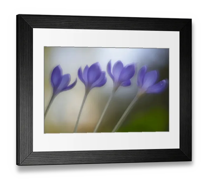 Framed Print : Autumn Crocus -Crocus speciosus- Framed Print : Autumn Crocus -Crocus speciosus-