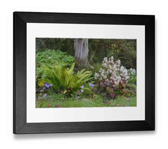 Framed Print : Autumn Saxifrage -Saxifraga cortusifolia Rubrifolia-, Harts-tongue Fern -Phyllitis scolopendrium- and Autumn Crocus -Crocus speciosus-, Emsland, Lower Saxony, Germany Framed Print : Autumn Saxifrage -Saxifraga cortusifolia Rubrifolia-, Harts-tongue Fern -Phyllitis scolopendrium- and Autumn Crocus -Crocus speciosus-, Emsland, Lower Saxony, Germany