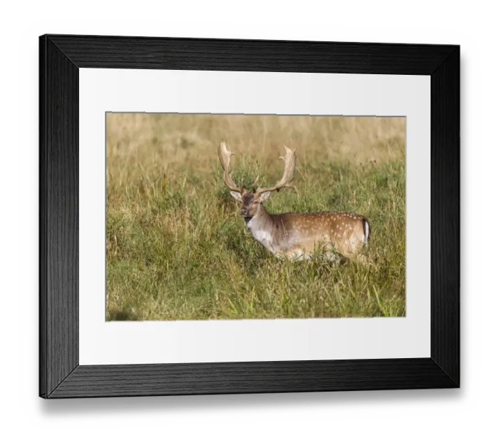 Framed Print : Fallow deer -Dama dama-, Copenhagen, Denmark Framed Print : Fallow deer -Dama dama-, Copenhagen, Denmark