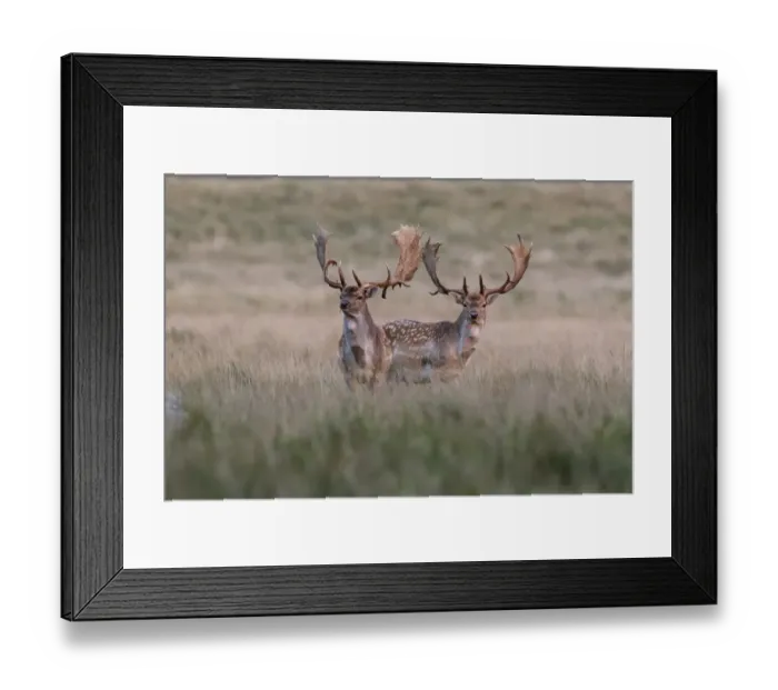 Framed Print : Fallow deer -Dama dama-, Copenhagen, Denmark Framed Print : Fallow deer -Dama dama-, Copenhagen, Denmark