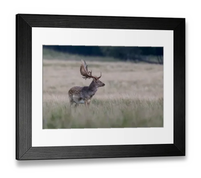 Framed Print : Fallow deer -Dama dama-, Copenhagen, Denmark Framed Print : Fallow deer -Dama dama-, Copenhagen, Denmark