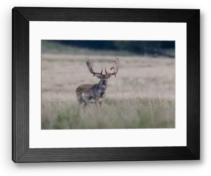 Framed Print : Fallow deer -Dama dama-, Copenhagen, Denmark Framed Print : Fallow deer -Dama dama-, Copenhagen, Denmark
