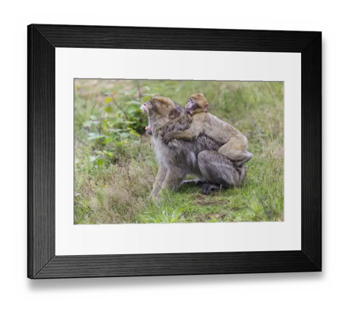 Framed Print : Barbary Macaque -Macaca sylvanus-, adult and young, captive, Rhineland-Palatinate, Germany Framed Print : Barbary Macaque -Macaca sylvanus-, adult and young, captive, Rhineland-Palatinate, Germany