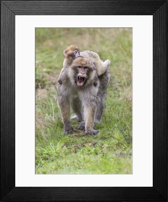Framed Print : Barbary Macaque -Macaca sylvanus-, adult and young, captive, Rhineland-Palatinate, Germany Framed Print : Barbary Macaque -Macaca sylvanus-, adult and young, captive, Rhineland-Palatinate, Germany