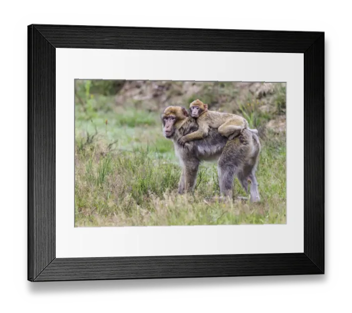 Framed Print : Barbary Macaque -Macaca sylvanus-, adult and young, captive, Rhineland-Palatinate, Germany Framed Print : Barbary Macaque -Macaca sylvanus-, adult and young, captive, Rhineland-Palatinate, Germany