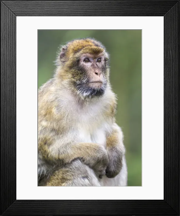 Framed Print : Barbary Macaque -Macaca sylvanus-, adult, captive, Rhineland-Palatinate, Germany Framed Print : Barbary Macaque -Macaca sylvanus-, adult, captive, Rhineland-Palatinate, Germany