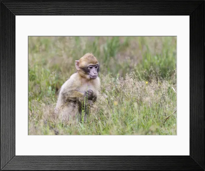 Framed Print : Barbary Macaque -Macaca sylvanus-, young animal, captive, Rhineland-Palatinate, Germany Framed Print : Barbary Macaque -Macaca sylvanus-, young animal, captive, Rhineland-Palatinate, Germany