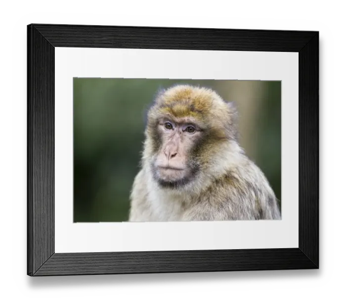 Framed Print : Barbary Macaque -Macaca sylvanus-, adult, captive, Rhineland-Palatinate, Germany Framed Print : Barbary Macaque -Macaca sylvanus-, adult, captive, Rhineland-Palatinate, Germany