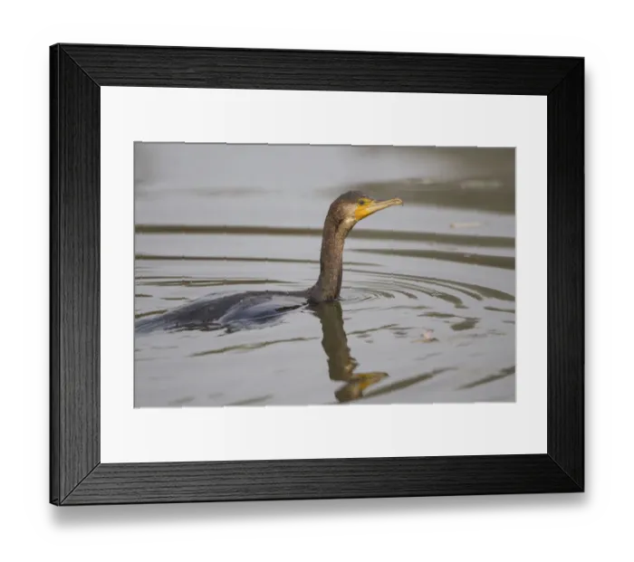 Framed Print : Great Cormorant -Phalacrocorax carbo-, swimming, Germany Framed Print : Great Cormorant -Phalacrocorax carbo-, swimming, Germany