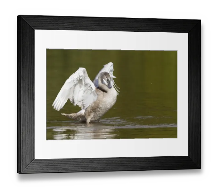 Framed Print : Young Mute Swan -Cygnus olor-, spreading its wings, North Hesse, Hesse, Germany Framed Print : Young Mute Swan -Cygnus olor-, spreading its wings, North Hesse, Hesse, Germany