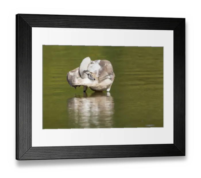 Framed Print : Young Mute Swan -Cygnus olor-, preening, North Hesse, Hesse, Germany Framed Print : Young Mute Swan -Cygnus olor-, preening, North Hesse, Hesse, Germany