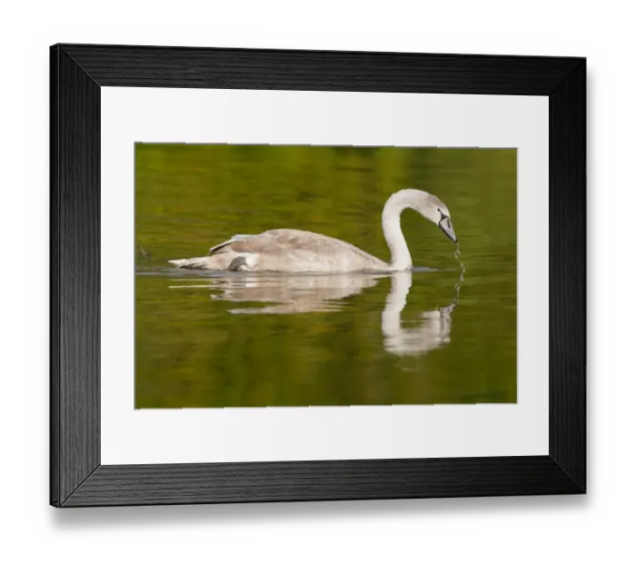Framed Print : Young Mute Swan -Cygnus olor-, North Hesse, Hesse, Germany Framed Print : Young Mute Swan -Cygnus olor-, North Hesse, Hesse, Germany
