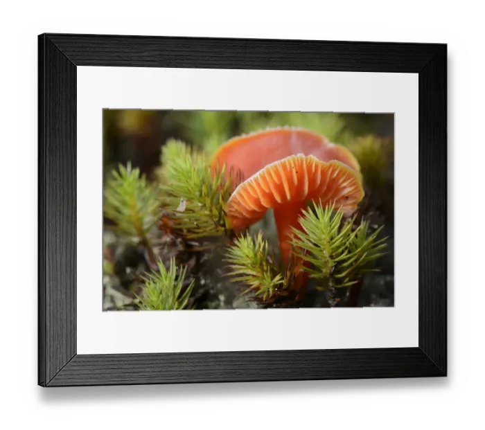 Framed Print : Honey Waxcap -Hygrocybe reidii-, Emsland, Lower Saxony, Germany Framed Print : Honey Waxcap -Hygrocybe reidii-, Emsland, Lower Saxony, Germany