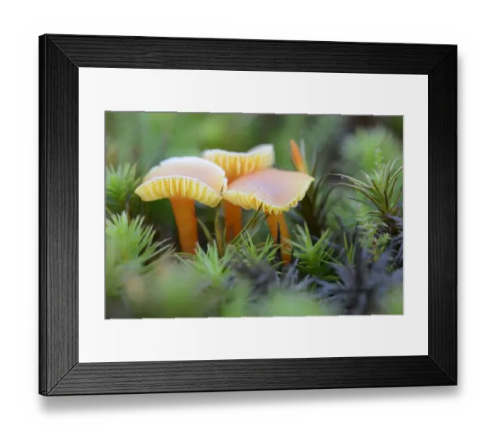 Framed Print : Waxcap Mushrooms -Hygrocybe persistens-, Emsland, Lower Saxony, Germany Framed Print : Waxcap Mushrooms -Hygrocybe persistens-, Emsland, Lower Saxony, Germany