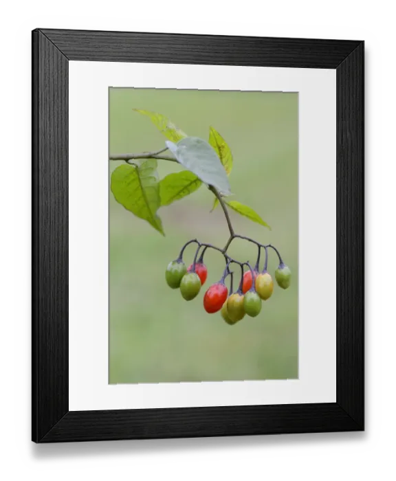 Framed Print : Bittersweet Nightshade -Solanum dulcamara- Framed Print : Bittersweet Nightshade -Solanum dulcamara-