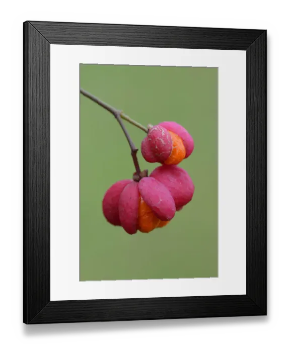 Framed Print : Fruits of European Spindle Tree -Euonymus europaeus-