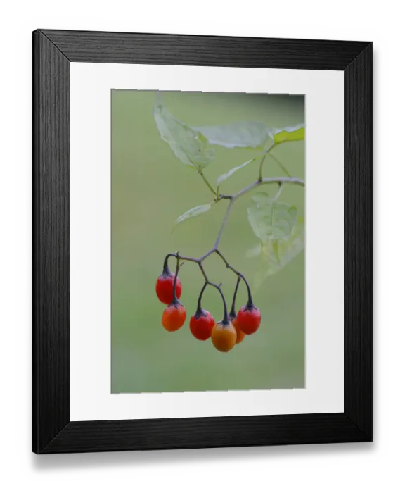 Framed Print : Bittersweet Nightshade -Solanum dulcamara- Framed Print : Bittersweet Nightshade -Solanum dulcamara-