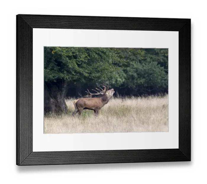 Framed Print : Red Deer -Cervus elaphus- stag bugling in rut, Copenhagen, Denmark