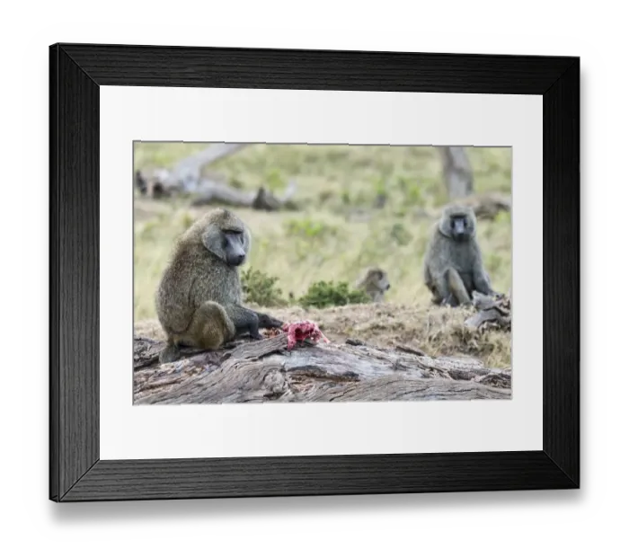 Framed Print : Olive Baboons or Anubis Baboons -Papio anubis- feeding on a gazelle, Msai Mara National Reserve, Serengeti, Rift Valley Province, Kenya Framed Print : Olive Baboons or Anubis Baboons -Papio anubis- feeding on a gazelle, Msai Mara National Reserve, Serengeti, Rift Valley Province, Kenya