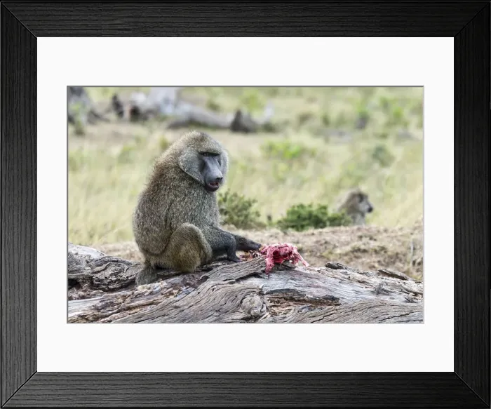 Framed Print : Olive Baboon or Anubis Baboon -Papio anubis- feeding on a gazelle, Msai Mara National Reserve, Serengeti, Rift Valley Province, Kenya Framed Print : Olive Baboon or Anubis Baboon -Papio anubis- feeding on a gazelle, Msai Mara National Reserve, Serengeti, Rift Valley Province, Kenya