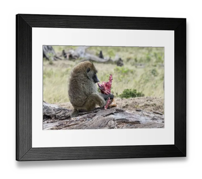 Framed Print : Olive Baboon or Anubis Baboon -Papio anubis- feeding on a gazelle, Msai Mara National Reserve, Serengeti, Rift Valley Province, Kenya Framed Print : Olive Baboon or Anubis Baboon -Papio anubis- feeding on a gazelle, Msai Mara National Reserve, Serengeti, Rift Valley Province, Kenya