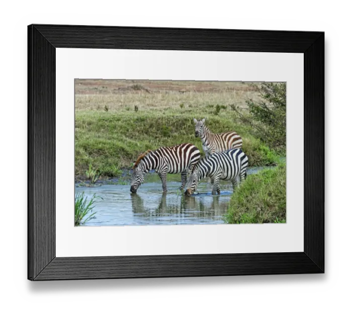 Framed Print : Zebras -Equus quagga-, Msai Mara National Reserve, Serengeti, Rift Valley Province, Kenya Framed Print : Zebras -Equus quagga-, Msai Mara National Reserve, Serengeti, Rift Valley Province, Kenya