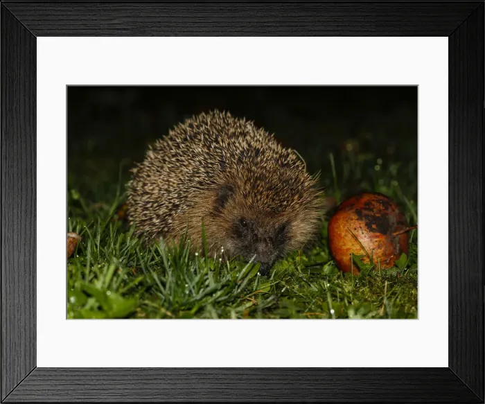 Framed Print : Young hedgehog -Erinaceus europaeus- with red apple, Bavaria, Germany Framed Print : Young hedgehog -Erinaceus europaeus- with red apple, Bavaria, Germany