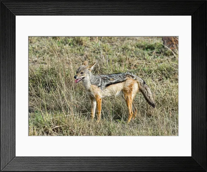 Framed Print : Black-backed Jackal -Canis mesomelas-, Msai Mara National Reserve, Kenya Framed Print : Black-backed Jackal -Canis mesomelas-, Msai Mara National Reserve, Kenya