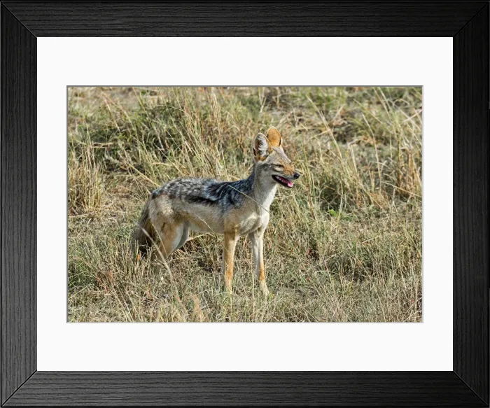 Framed Print : Black-backed Jackal -Canis mesomelas-, Msai Mara National Reserve, Kenya Framed Print : Black-backed Jackal -Canis mesomelas-, Msai Mara National Reserve, Kenya