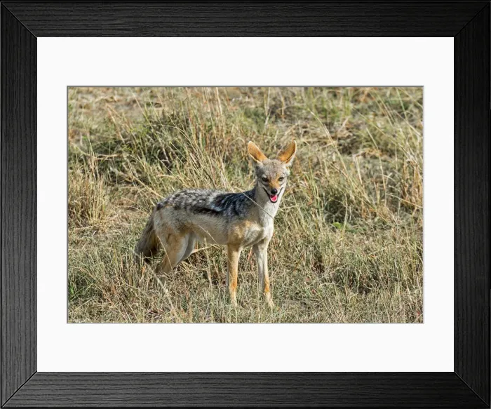 Framed Print : Black-backed Jackal -Canis mesomelas-, Msai Mara National Reserve, Kenya Framed Print : Black-backed Jackal -Canis mesomelas-, Msai Mara National Reserve, Kenya