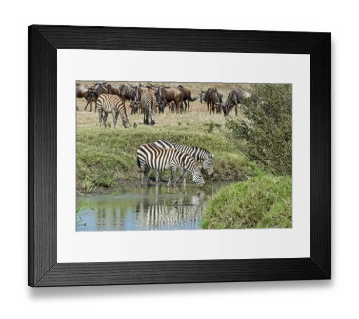 Framed Print : Zebras -Equus quagga-, Msai Mara National Reserve, Serengeti, Rift Valley Province, Kenya Framed Print : Zebras -Equus quagga-, Msai Mara National Reserve, Serengeti, Rift Valley Province, Kenya