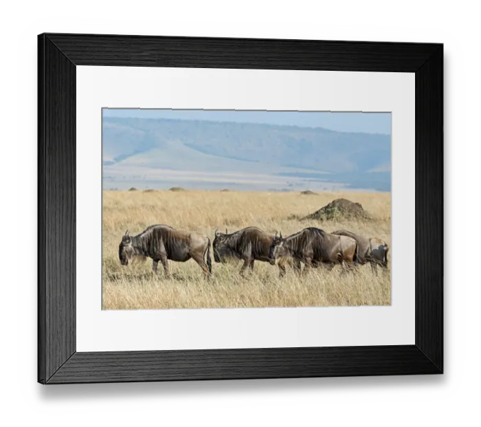 Framed Print : Blue Wildebeest migration -Connochaetes taurinus-, Masai Mara National Reserve, Kenya Framed Print : Blue Wildebeest migration -Connochaetes taurinus-, Masai Mara National Reserve, Kenya