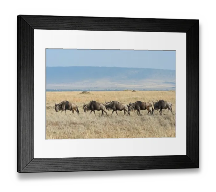 Framed Print : Blue Wildebeest migration -Connochaetes taurinus-, Masai Mara National Reserve, Kenya Framed Print : Blue Wildebeest migration -Connochaetes taurinus-, Masai Mara National Reserve, Kenya