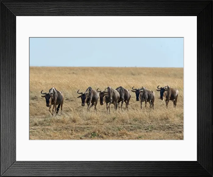 Framed Print : Blue Wildebeest migration -Connochaetes taurinus-, Masai Mara National Reserve, Kenya Framed Print : Blue Wildebeest migration -Connochaetes taurinus-, Masai Mara National Reserve, Kenya
