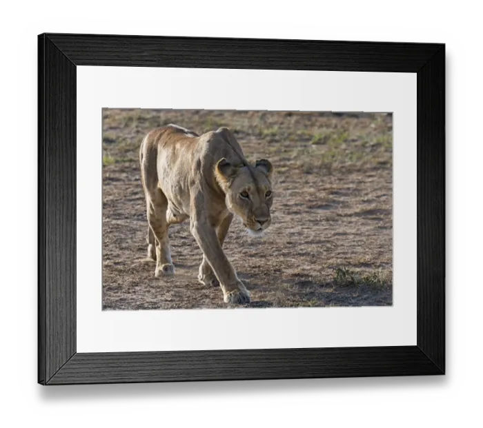 Framed Print : Lioness -Panthera leo-, foraging, Msai Mara, Kenya Framed Print : Lioness -Panthera leo-, foraging, Msai Mara, Kenya