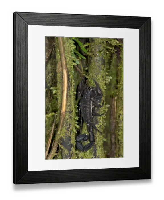 Framed Print : Scorpion genus Tityus, Buthidae family, Tambopata National Reserve, Madre de Dios region, Peru Framed Print : Scorpion genus Tityus, Buthidae family, Tambopata National Reserve, Madre de Dios region, Peru
