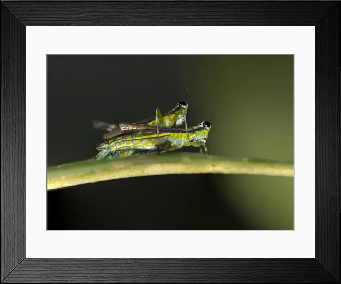 Framed Print : Grasshopper of the genus Eumastax mating, Tambopata National Reserve, Madre de Dios region, Peru Framed Print : Grasshopper of the genus Eumastax mating, Tambopata National Reserve, Madre de Dios region, Peru