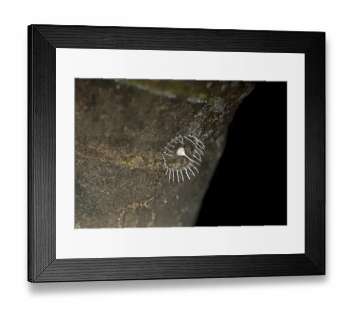 Framed Print : Spiderweb, 2013 discovered, less than 3 centimeters, tower-shaped and surrounded by a fence with a single egg inside the tower, spider species not yet determined, Tambopata National Reserve, Madre de Dios region, Peru Framed Print : Spiderweb, 2013 discovered, less than 3 centimeters, tower-shaped and surrounded by a fence with a single egg inside the tower, spider species not yet determined, Tambopata National Reserve, Madre de Dios region, Peru