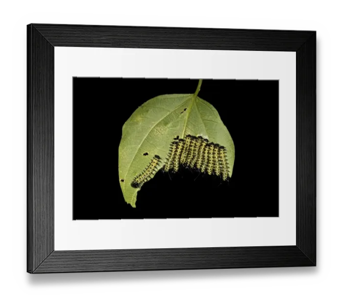 Framed Print : Caterpillars of the Cydno Longwing -Heliconius cydno-, Tambopata National Reserve, Madre de Dios region, Peru Framed Print : Caterpillars of the Cydno Longwing -Heliconius cydno-, Tambopata National Reserve, Madre de Dios region, Peru