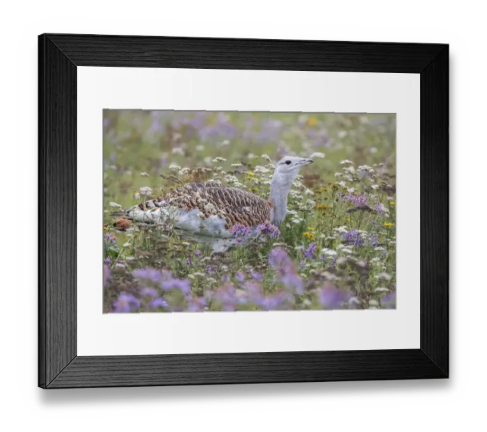 Framed Print : Great Bustard -Otis tarda- on a field with wild flowers, Hungary Framed Print : Great Bustard -Otis tarda- on a field with wild flowers, Hungary