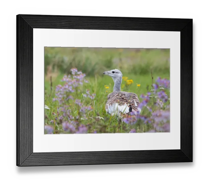 Framed Print : Great Bustard -Otis tarda- on a field with wild flowers, Hungary