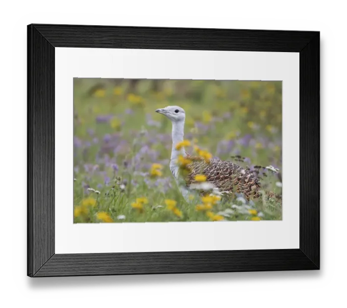 Framed Print : Great Bustard -Otis tarda- on a field with wild flowers, Hungary