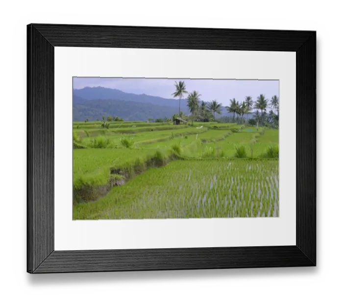 Framed Print : Rice paddies and rice terraces, Munduk, Central Bali, Bali, Indonesia Framed Print : Rice paddies and rice terraces, Munduk, Central Bali, Bali, Indonesia